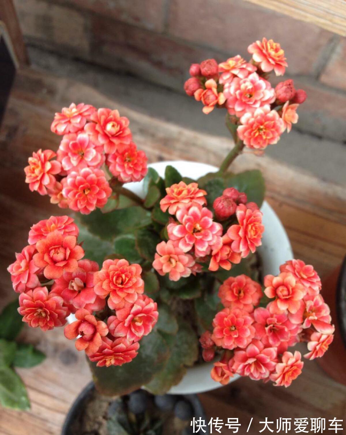 公认的6种吉祥花，株型奇特寓意好，还能吸废气，大人孩子都喜欢