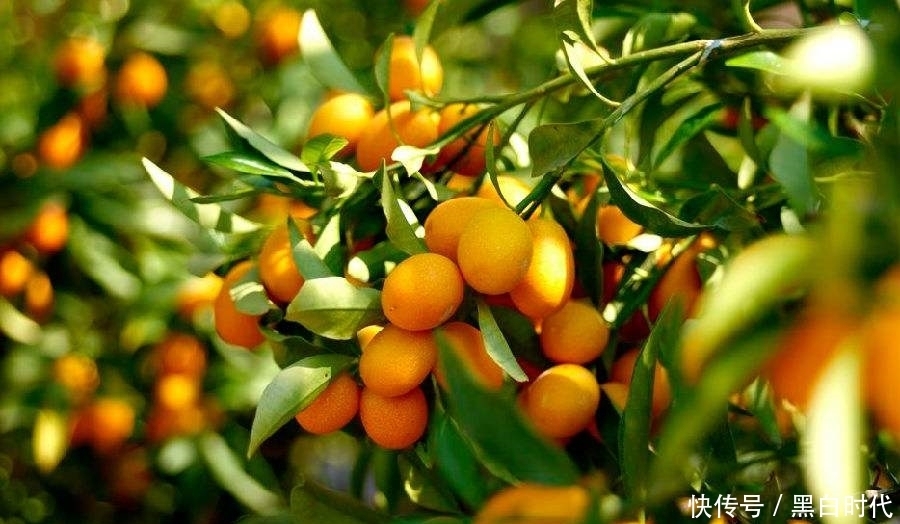 老年人吃金桔有哪些食疗功效？现在清楚还不晚