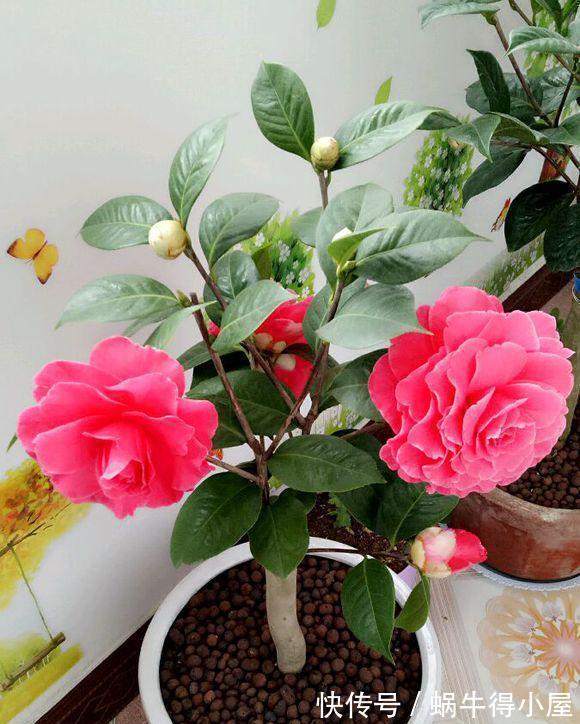 黄叶|茶花秋冬有“4怕”,难怪黄叶又掉“花苞”,避开今年还能开大花