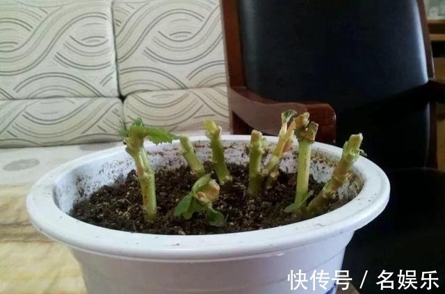 8种花现在赶紧剪，剃光头撸光叶，越狠越爆盆