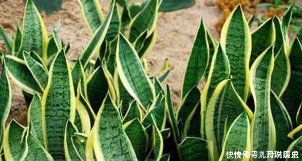营养物质|厨房这些东西用来养虎皮兰,很快长出侧芽一盆变几盆,省钱又方便