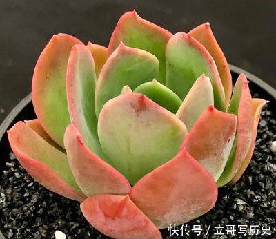 新手养多肉常犯的4个错,难怪肉肉长不好,你中了几条?