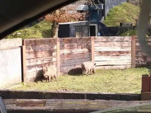 疫情|疫情期间的周末娱乐,留学菌带你逛逛野生动物园