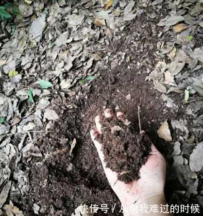 用自制“腐叶土”养君子兰，君子兰疯长爆盆，叶子油绿，呼呼开花