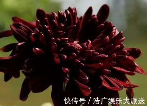 金凤|喜欢牡丹，不如养“珍奇名菊”，似金凤起舞，金光闪闪，开花艳丽