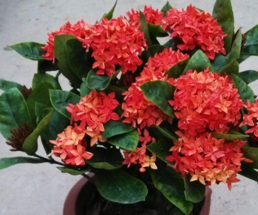 适合卫生间养的4种花，没有阳光照样疯长，能除异味