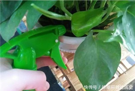  花都|养花浇水，这几个错误别犯，不然养啥花都黄叶烂根，学会一生受用