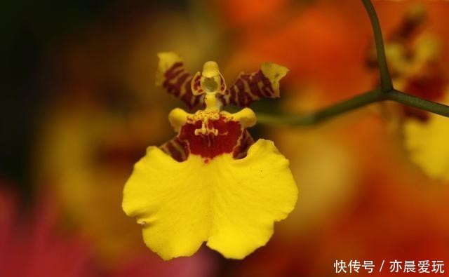  香喷喷|家里养盆“造香花”，香喷喷，省下买空气净化剂的钱