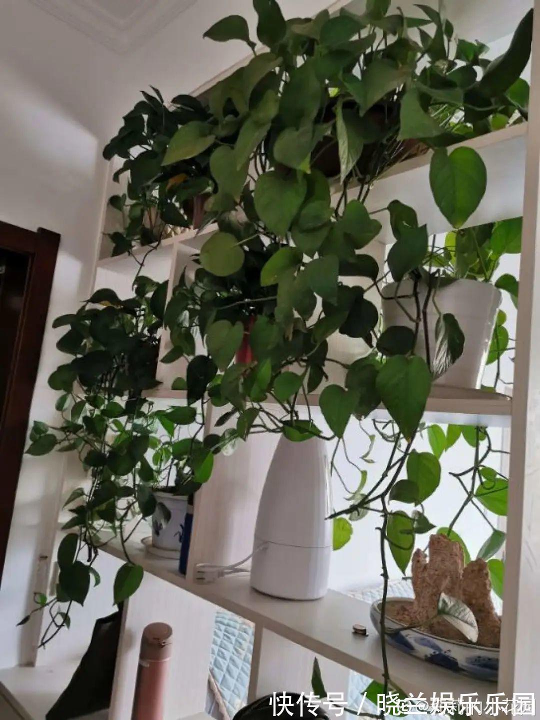 绿萝|最难养的7种花,丢水里反而蹭蹭长,根系长满瓶!
