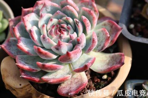 20种多肉推荐给大家,美图美肉,那种多肉你最喜欢