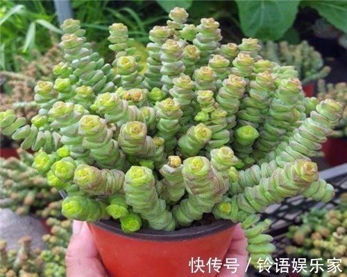 多肉钱串子不好养教你3个养护钱串子的妙招,轻松爆盆又美观