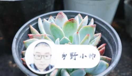 时光荏苒，让多肉成为你的诗和远方