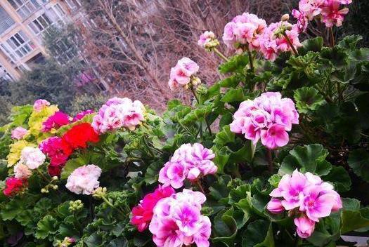 春节前后，喜欢宅家就好好打理阳台吧，养花种菜