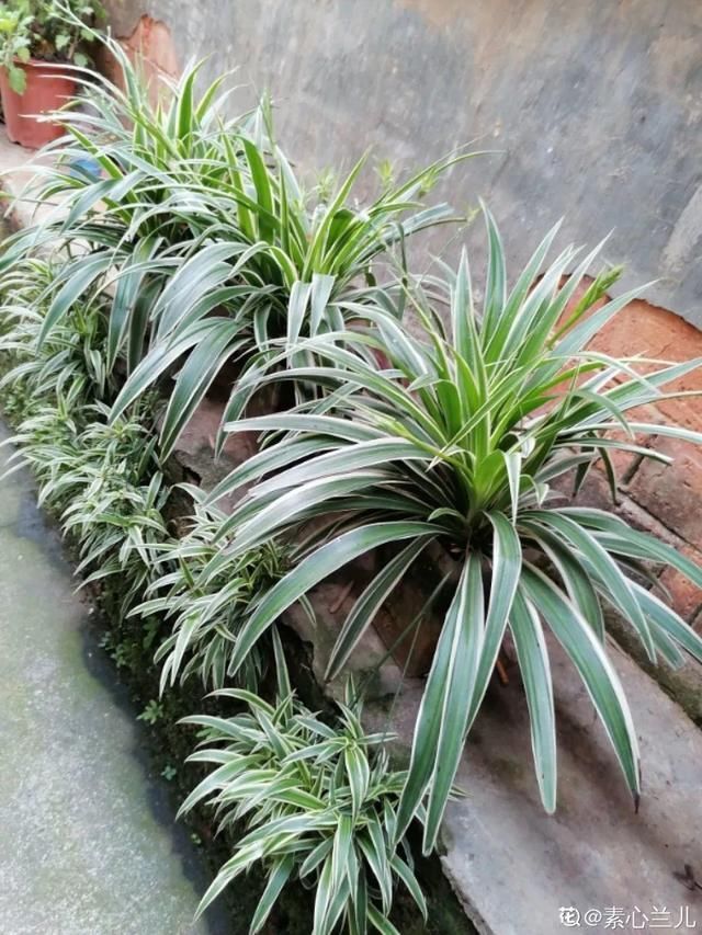 浇水|10种吊兰,耐阴又好看,叶子美得像一幅画