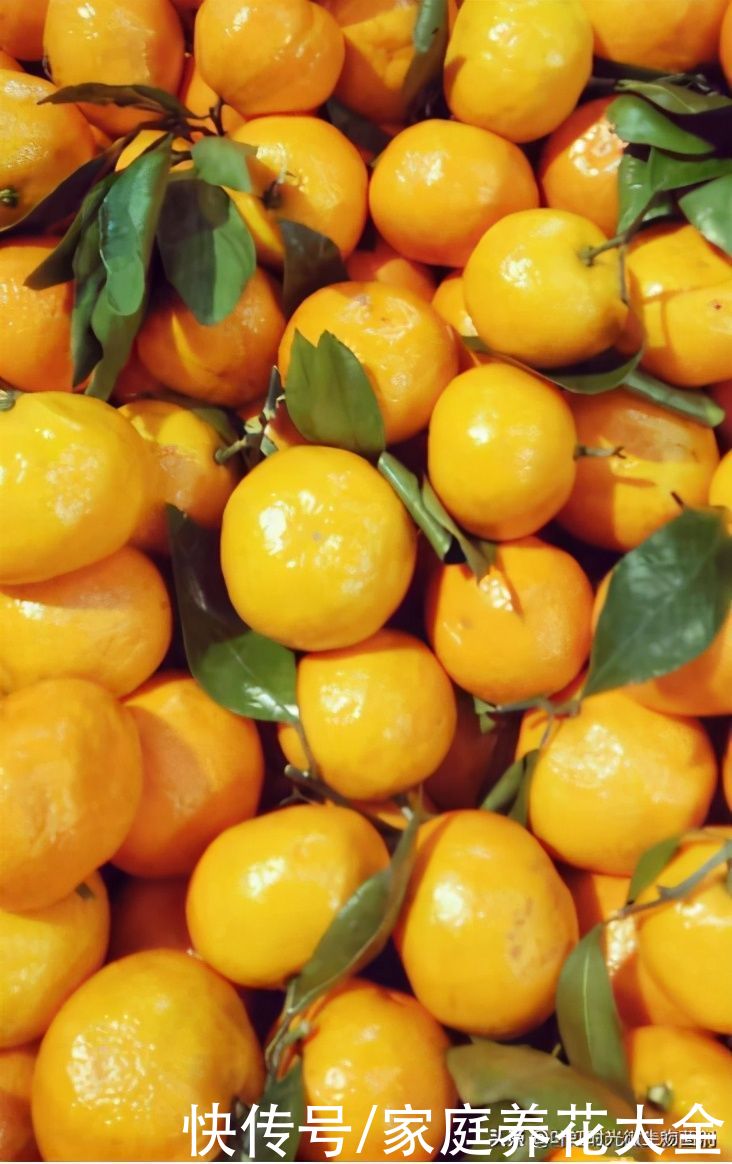 橘子全身都是宝、吃完橘子橘皮也别扔掉、养护花草它可有一套