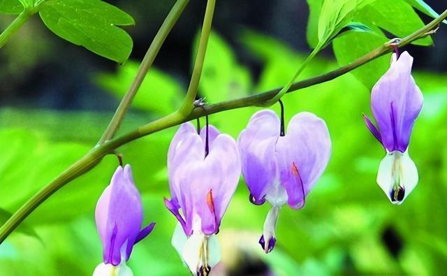 像一颗心不断滴血的花,名字很诗意,花开动人