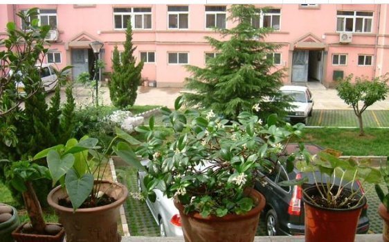 这些花适合夏天养，越“热”越疯长，越“晒”还越开花