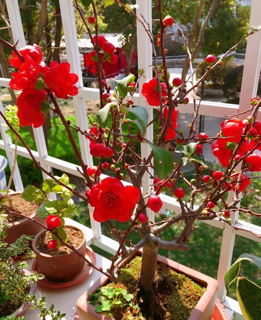 适合春天养的4种“花树”,有空种几棵,小院子也有“高颜值”