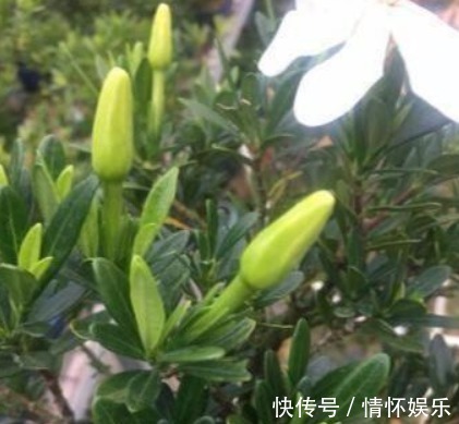 栀子花不会养喂个“药”,叶绿花又大,一开100朵!