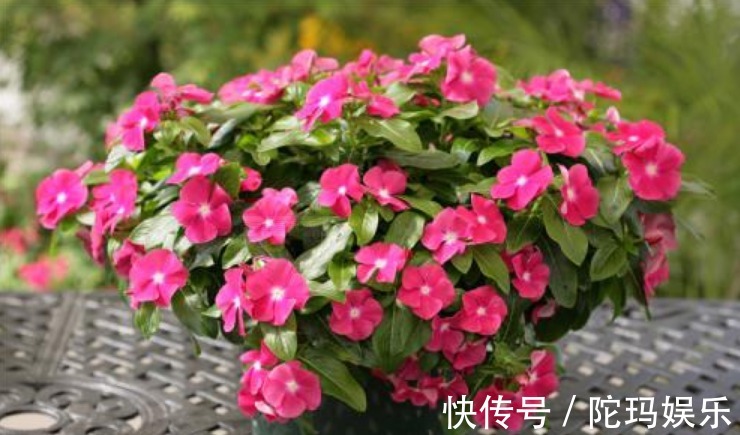 豆渣肥|此花,“懒”得越狠,爆盆越快,养上10年没问题,只需4点稍加注