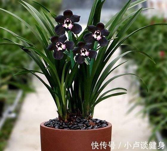 光照|最不像兰花的兰花,被誉为是兰花界的“黑魔法”,值得居家养护!