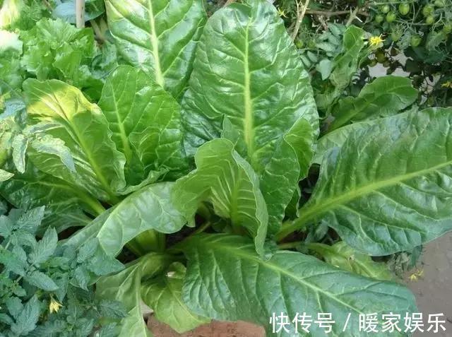 牛皮菜|秋葵洋葱都靠边，它才厉害，1块钱一斤，润肤嫩白、抗衰老、抗癌