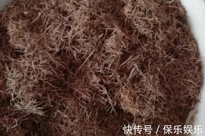 花肥|松树有2宝,松果壳、松针,带回家养花,效果比花肥强