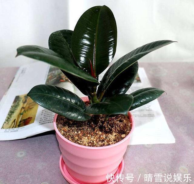 修剪|盆栽橡皮树,养护有诀窍,叶子亮的能发光,枝干粗壮,百搭盆栽