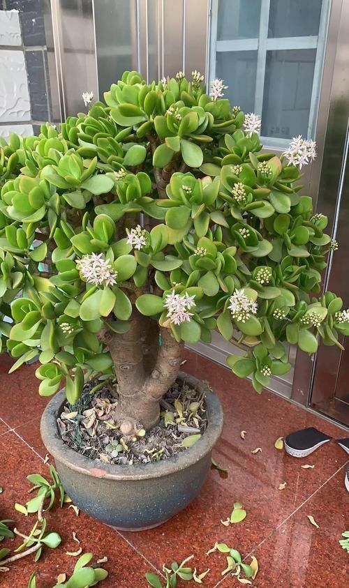 养了20年的玉树,杆子比大腿还粗,满树白花跟下雪了一样