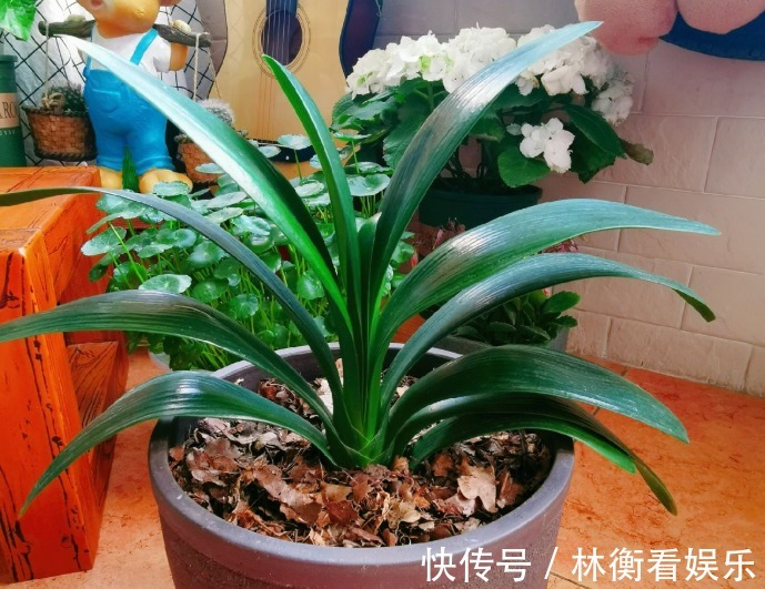 土君子兰|君子兰养了10年不开花,就是这个原因,看完就明白了!