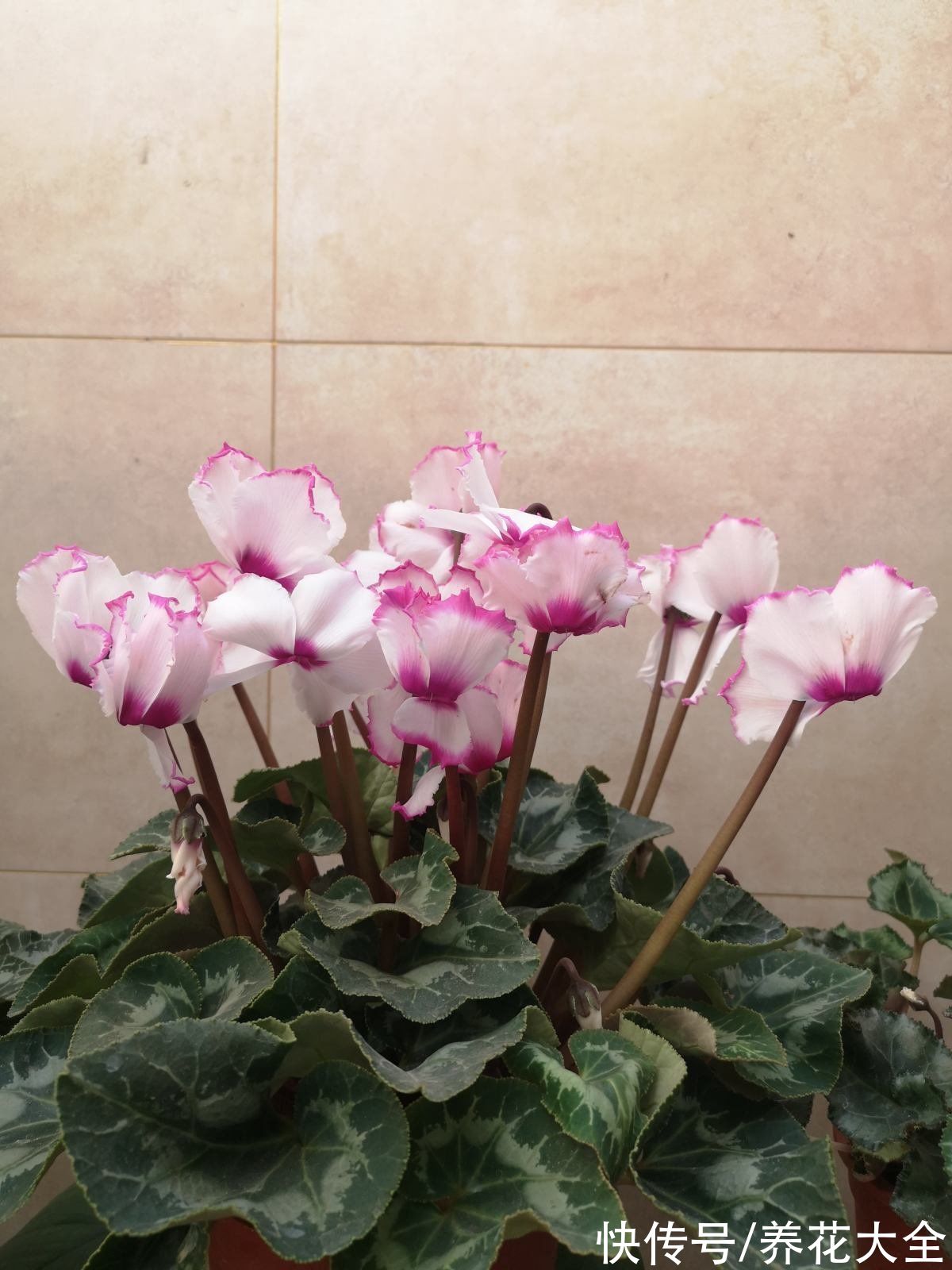 马上过年,这10种年宵花闭眼入,不会踩雷