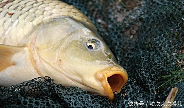  下次|鲤鱼太狡猾不咬钩下次记得用上这招,它再狡猾也会忍不住咬钩