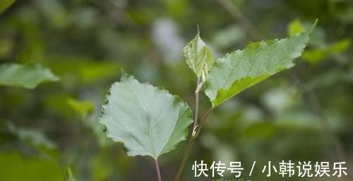 心脑血管|胆固醇偏高的人,6种食物每天吃点,胆固醇很快就降