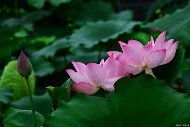 荷珠#21首荷花詩(shī)詞綠染荷塘香染蓮,甘霖潤(rùn)澤碧波鮮