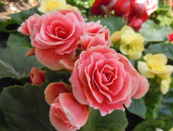 家养3种“海棠花”,个个都“惊艳”,年年开花上百朵,美爆了