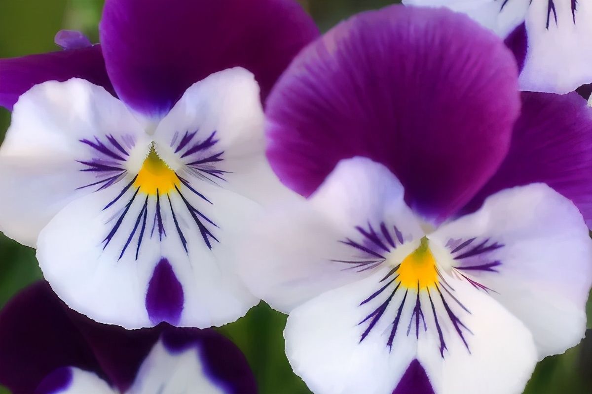 种植蝴蝶兰要记得用透明花盆撒