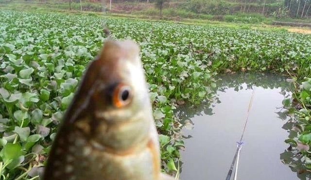 钓鱼影响鱼情的重要因素，哪个排第一位，水温、溶氧量谁更厉害