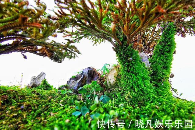 红花酢浆草|遇到5种野花野草,多挖点,正是移栽好时间