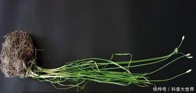 新品种|大别山中发现“神韭菜”,堪称韭菜“老祖宗”,或开发韭菜新品种