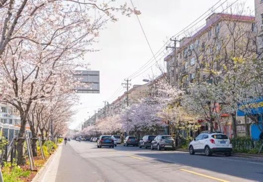 春光无限好！宝山这条“落花不扫”的道路迎来了一年中最美的时节~