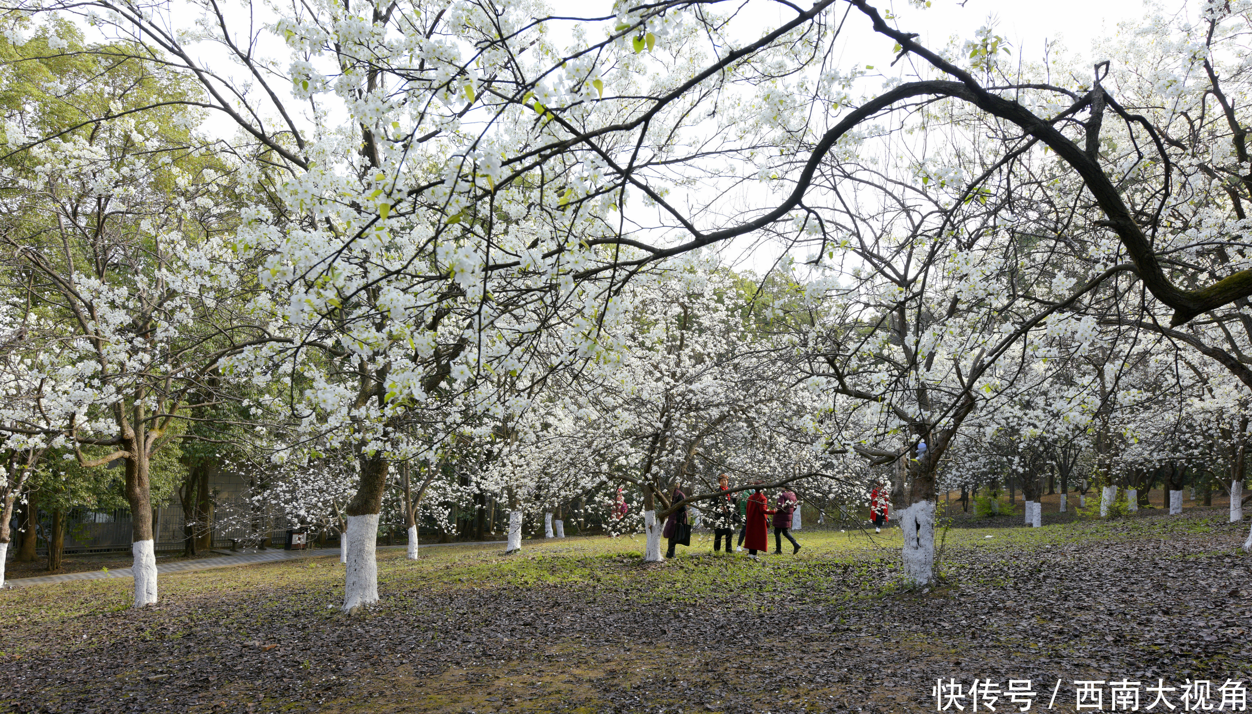 人间天上雪，怎比一树白？成都市植物园梨花盛开 八方来客簇拥来