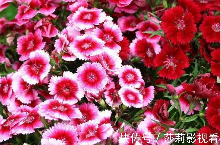 养花就养“4种花”,不怕热不怕冷,适合新手养,年年开花不断!