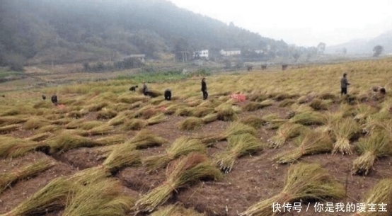 世界上最委屈的植物,在中国被做成了扫把,在日本却被当成宝