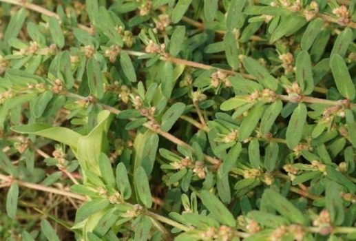 皮肤瘙痒|农村的一种“止痒神草”,专治蚊蝇叮咬,今天涂,明天好