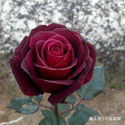 花卉|此花,比牡丹漂亮,比桂花还香,家里放一盆,能熏一室香,超赞!