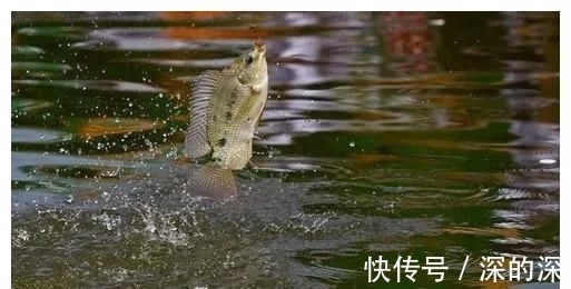 冬季外出野钓,找好这几种地方,天然形成的鱼窝,连着上鱼不停歇