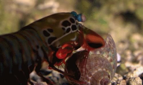 砂锅大的螃蟹，手瓜大的濑尿虾，你们都见过么？