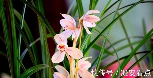 兰花真的很难养?想要养好牢记3点,知道以后兰花养的绿油油