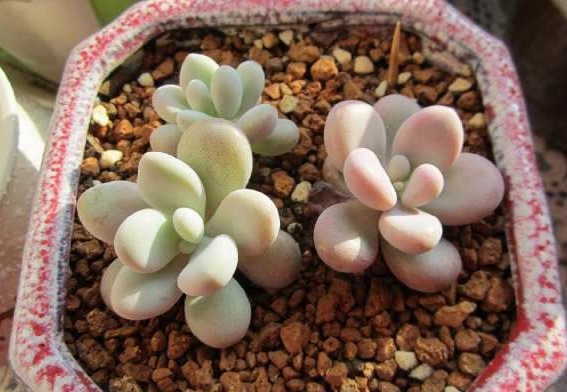 一棵小桃蛋的成长记,即使之然一身也不放弃生长,萌新萌化了