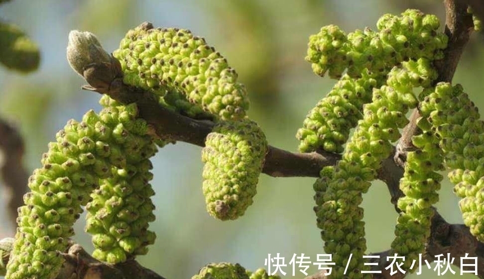 长寿菜|这种植物人称“长寿菜”，城里很难吃到，在山区却是一道家常菜